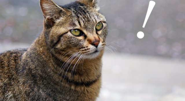 2c7468733349ad22370c2e2cba59a2f0_s