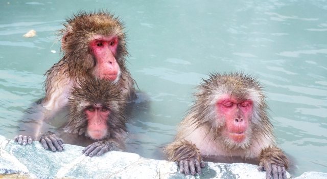 64f430d688f98460073ce765a9c7087e_s