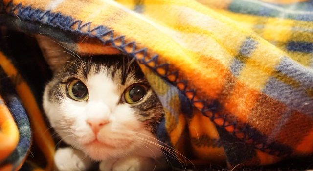 44a2d1fbefae2da57412b0e2810432b2_s