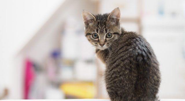 cae9e6c87cc1a5b856eef123ed7f7b9b_s