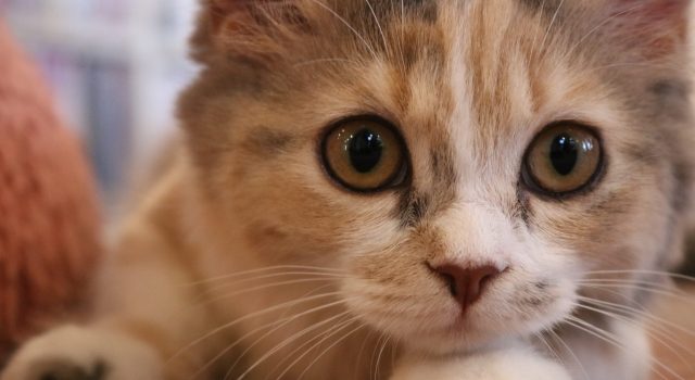 1d659c4ea6b4483c6aede66d42ae797b_s