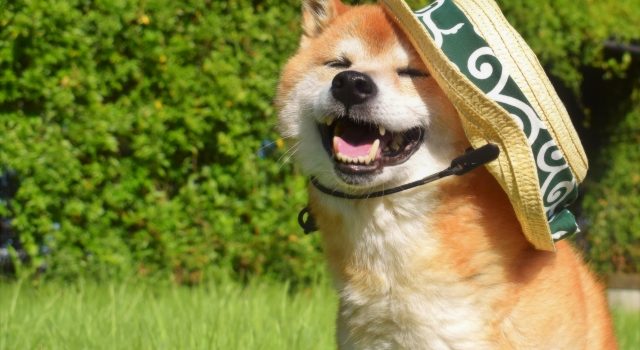 285def2f99ce91126332d334e8403110_s