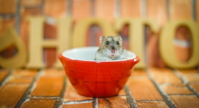 6bb8e66c7a98b15ef144a1dbc8ddd466_s