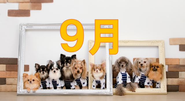 犬　集合　９月