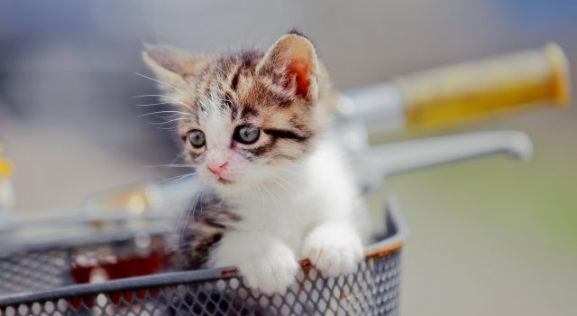 f32385e2bac981e311f9b6f9f4783074_s