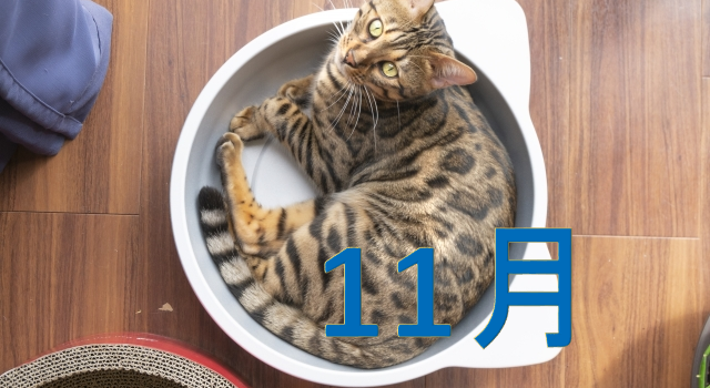 猫　１１月