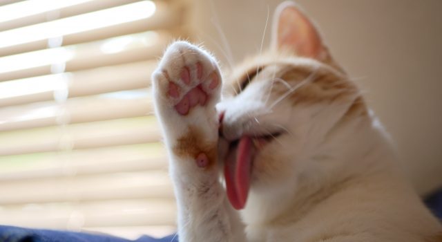 19f23cd9121d68b41cd05a4312431cf3_s