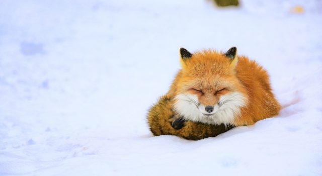 9d8af1f2bb6a943c303685865557c75e_s