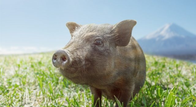 7184aa7d4b2e0301796fb70f6da028ae_s