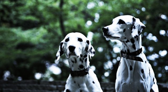 20579bc331162fee9ee2bd9ff2f269f2_s